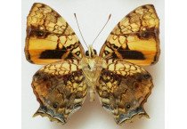 HYPANARTIA LETHE 